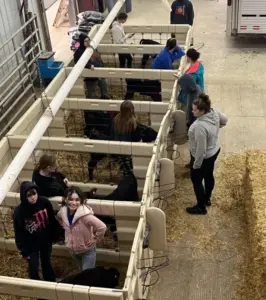 64 calves stolen mercer county: A coordinated cattle theft investigation