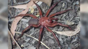 Australia giant squid edna research: What Does the Latest Research on Australia’s Giant Squid Reveal?