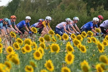 The peloton moves past a field of sunflowers en route to Nevers